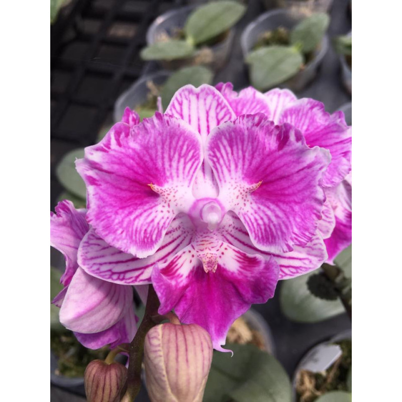 Орхiдея Phal. (Sogo Vivien x Yu Pin Fire Works) big lip метелик